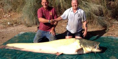 206lb albino catfish 326 1.jpg